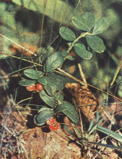 Брусника Vaccinium vitis idaea